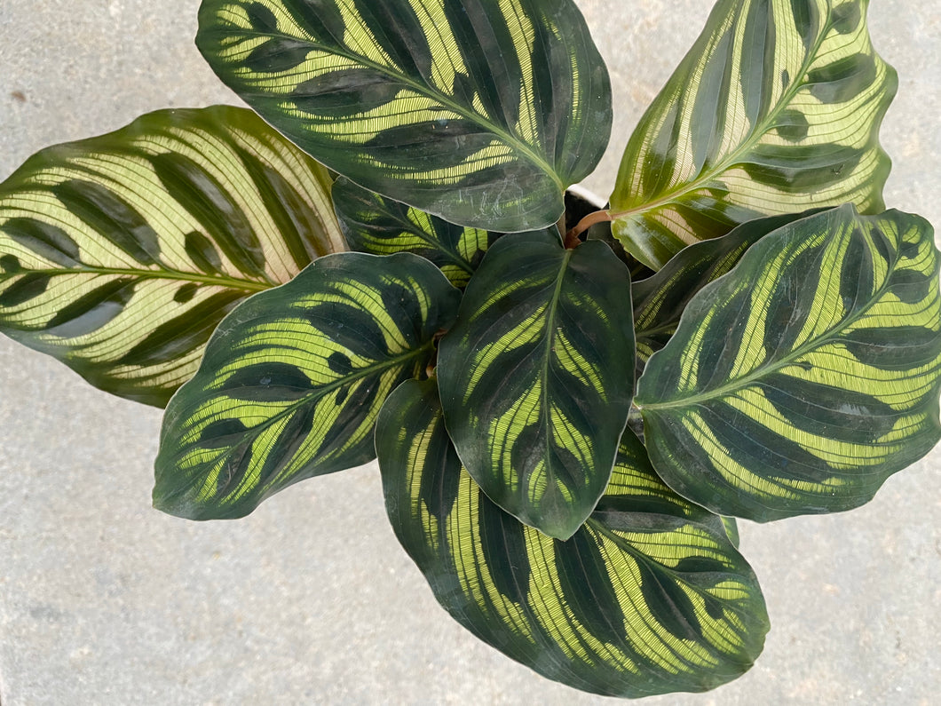 Calathea Makoyana