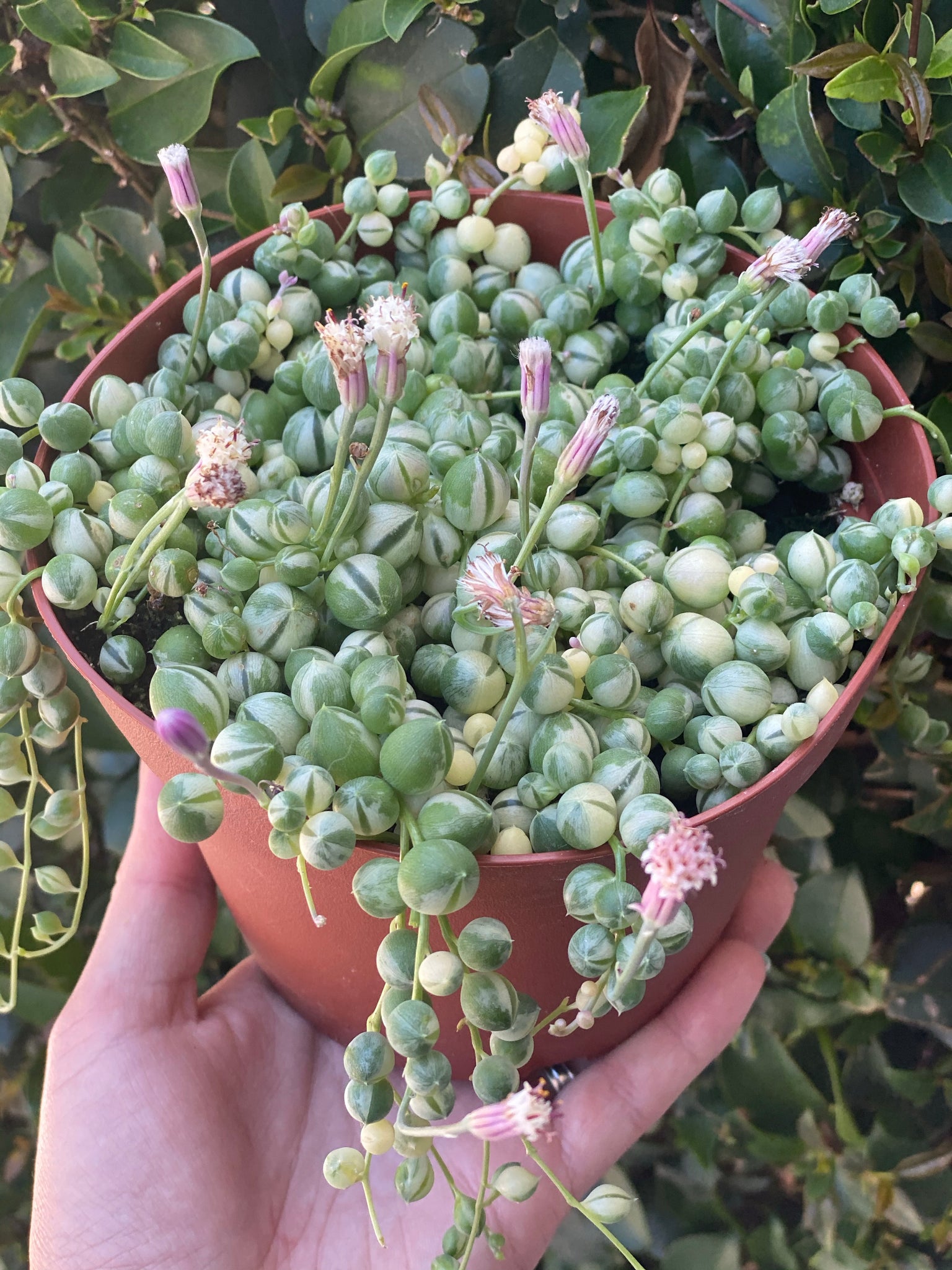 variegated pearls succulent Variegated Senecio String of Pearls – In Succulent Love