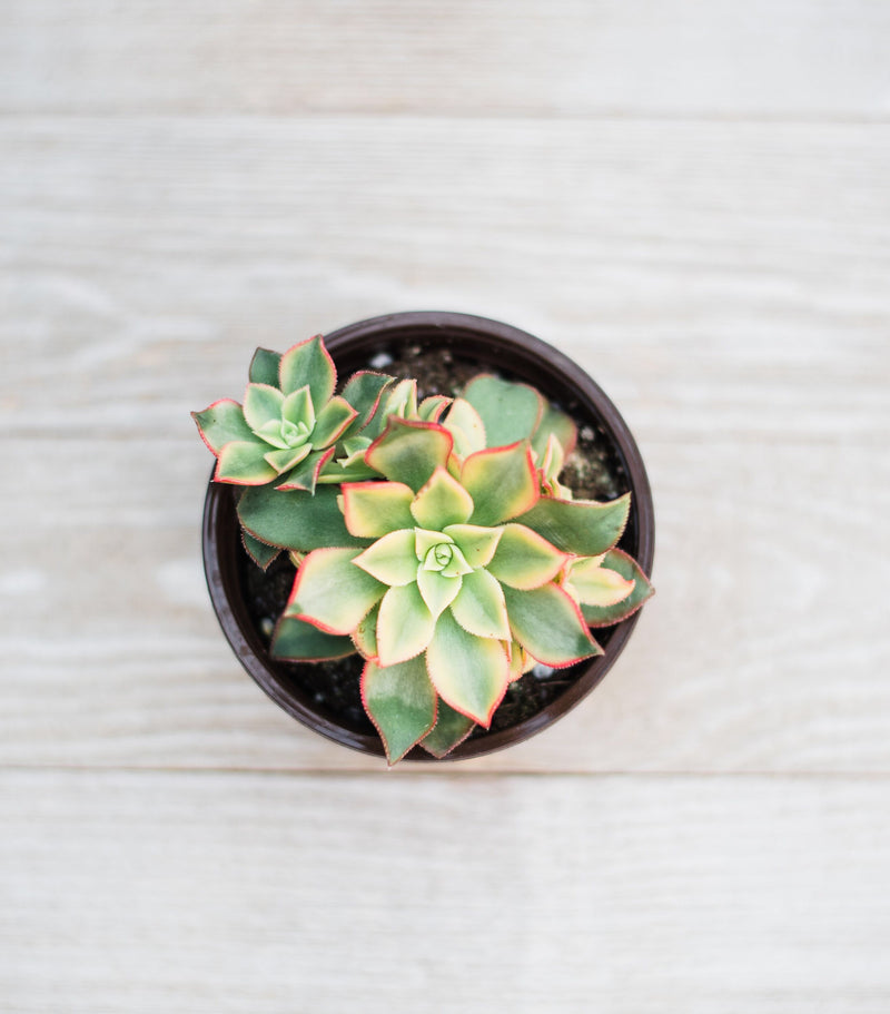 Aeonium Kiwi – In Succulent Love