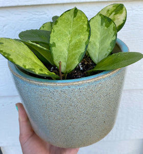 Mint Frosting Planter