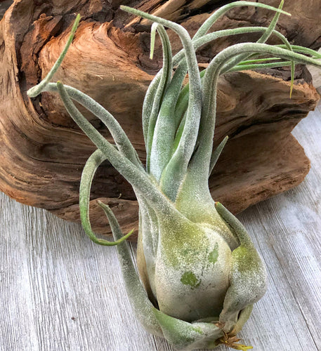 Tillandsia Seleriana *Jumbo*