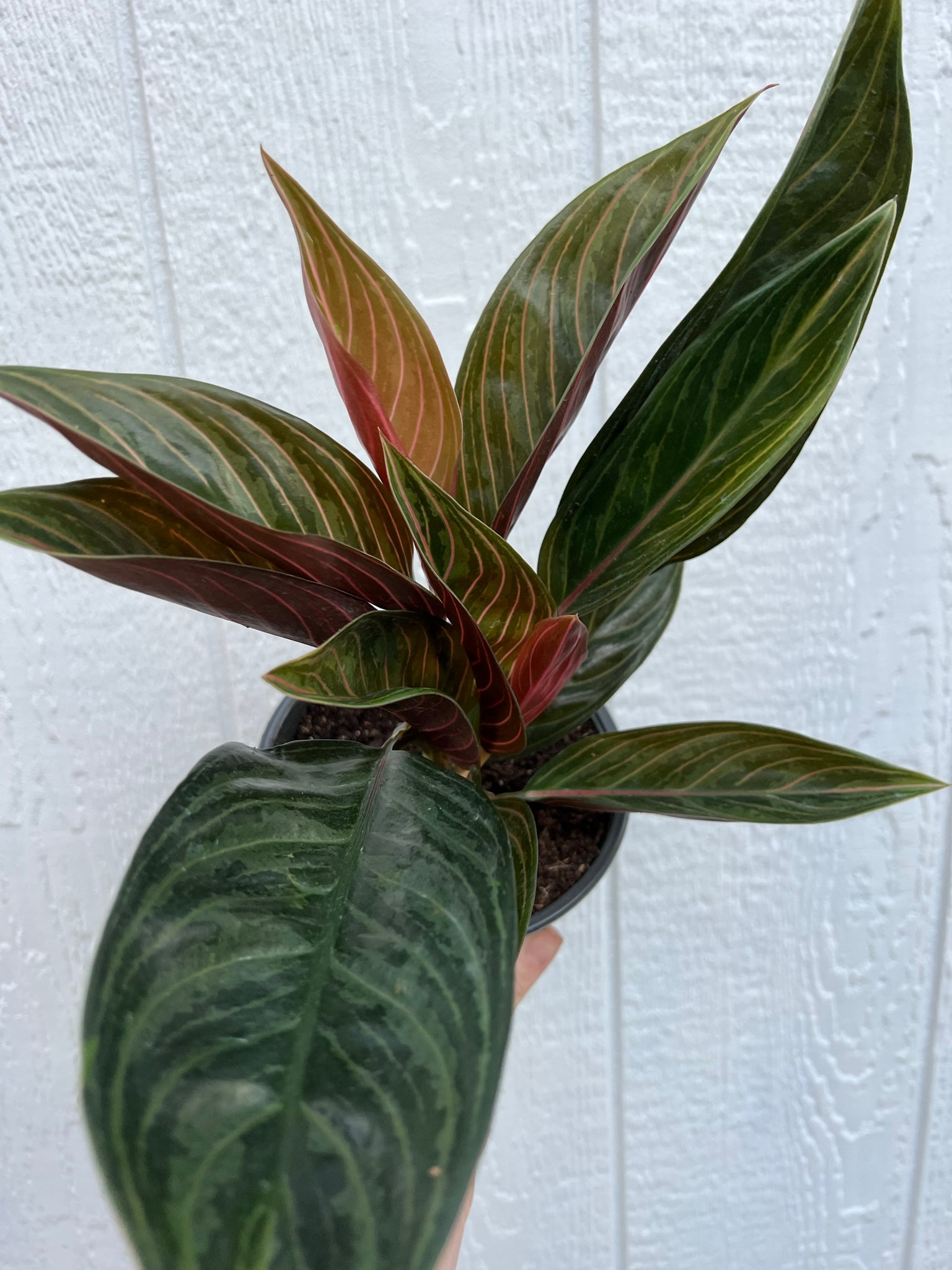 chocolate aglaonema Aglaonema Chinese Evergreen 'Chocolate' – In Succulent Love