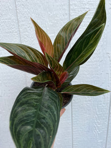 Aglaonema Chinese Evergreen 'Chocolate'