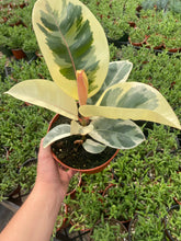 Ficus Tineke Tricolor (Variegated Rubber Tree)