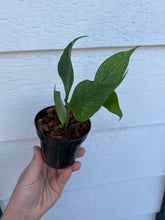 Hoya Polyneura (Hoya Fishtail)