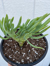 Mermaid Tail - D ( Crested Senecio Vitalis )