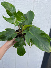 Philodendron Squamiferum