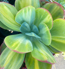 Kalanchoe Lucie Fantastic ‘Watermelon’ (Green Variegated)