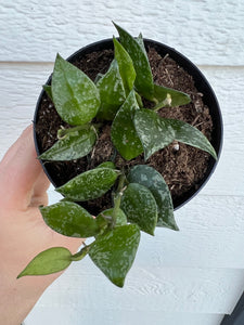 Hoya Krohniana Silver Splash