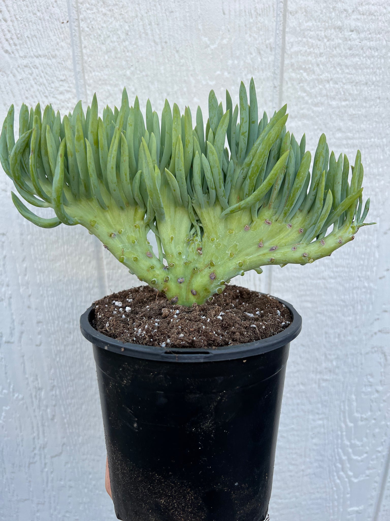 mermaid tail succulent amazon Mermaid Tail