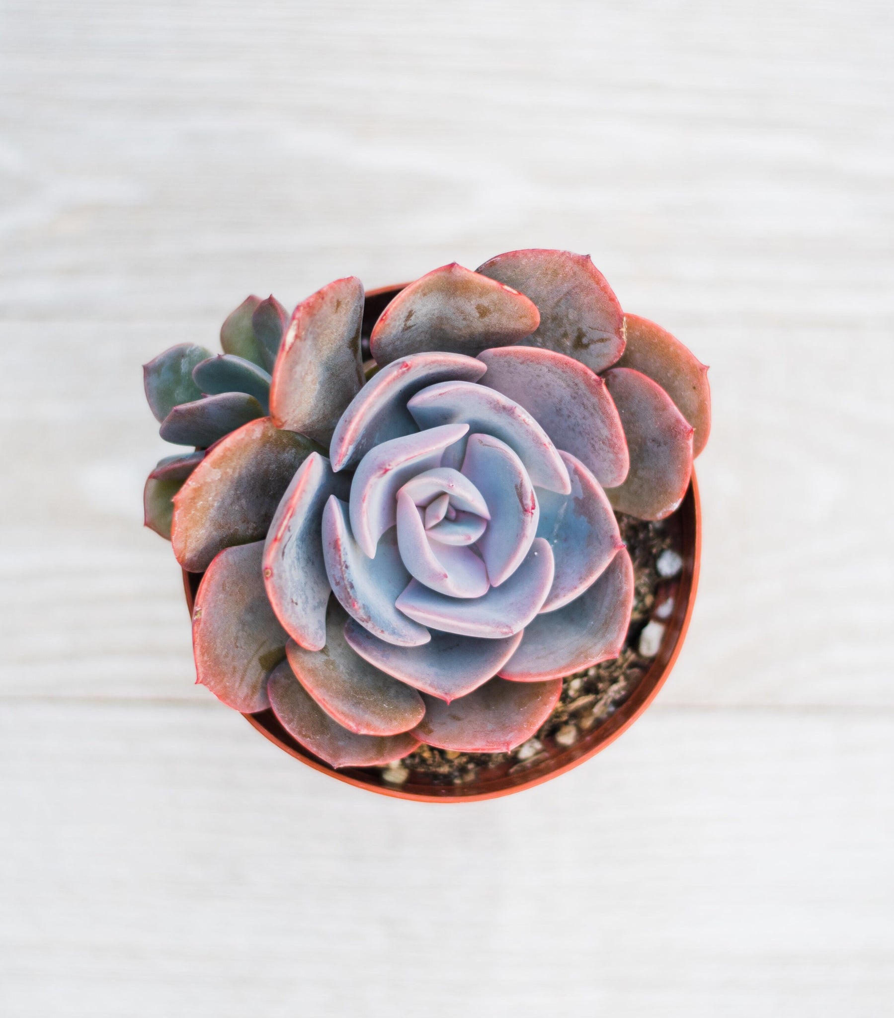 rose succulant Echeveria Dusty Rose – In Succulent Love