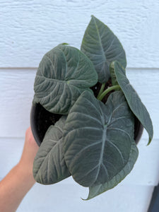 Alocasia Maharani (Gray Dragon)