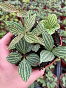 Peperomia Tetragona (Parallel Peperomia)