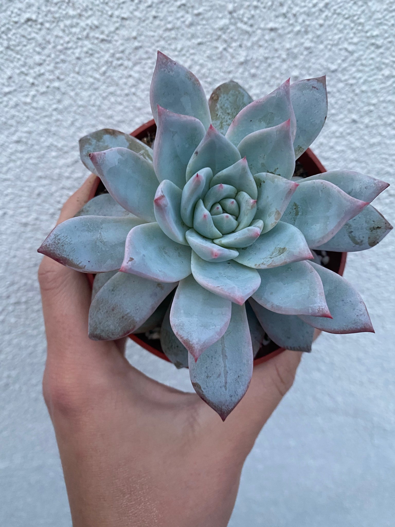 bird succulent Echeveria Blue Bird – In Succulent Love