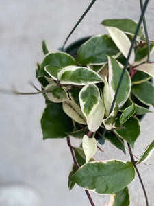 Hoya Carnosa Variegated ‘Krimson Queen’ / ‘Tri Color’