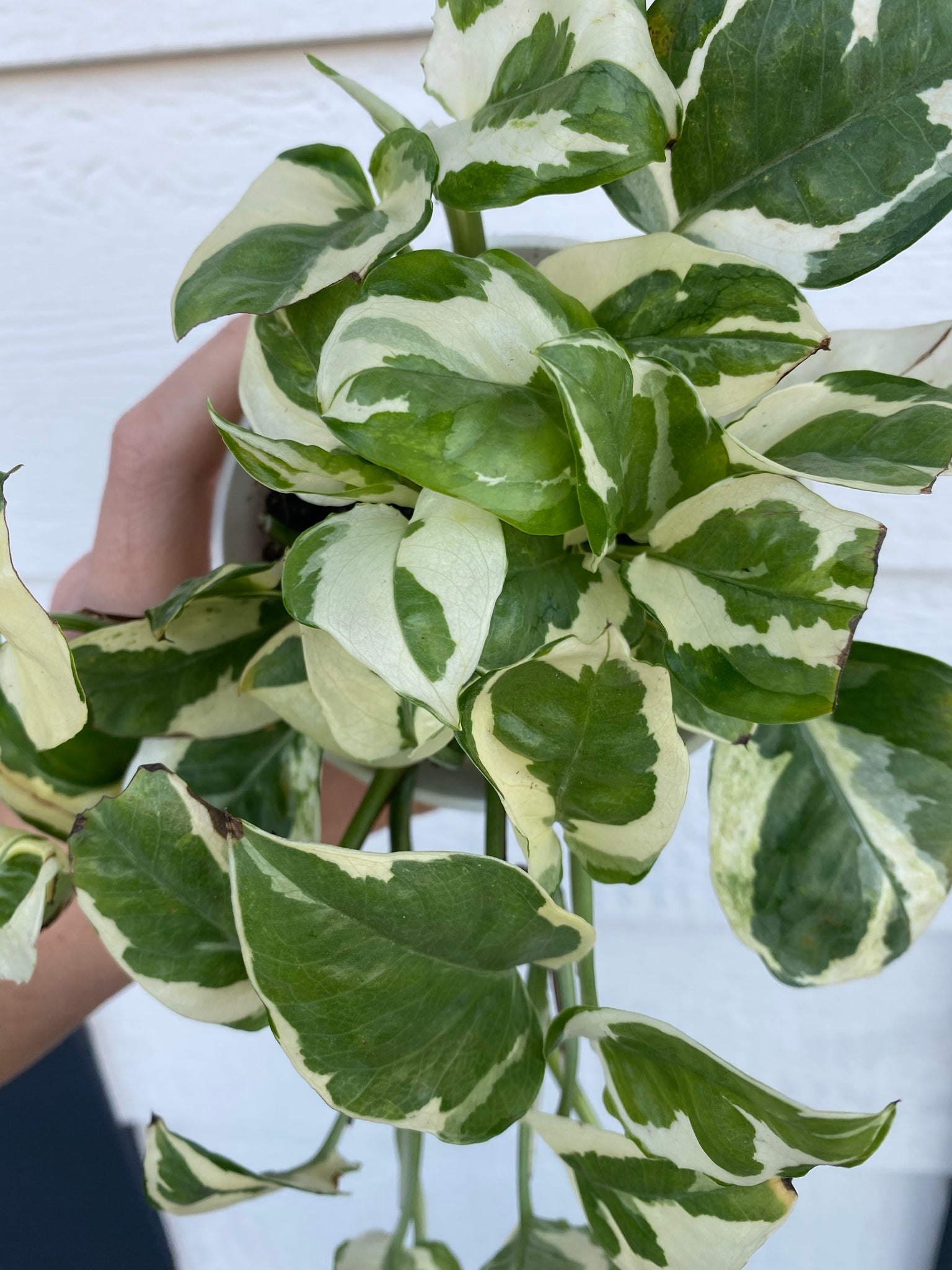 pothos n joy Pothos N'Joy – In Succulent Love
