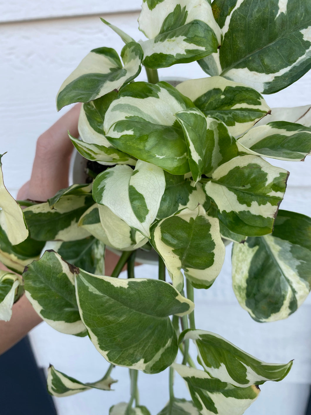 pothos n'joy live plant Pothos N'Joy – In Succulent Love