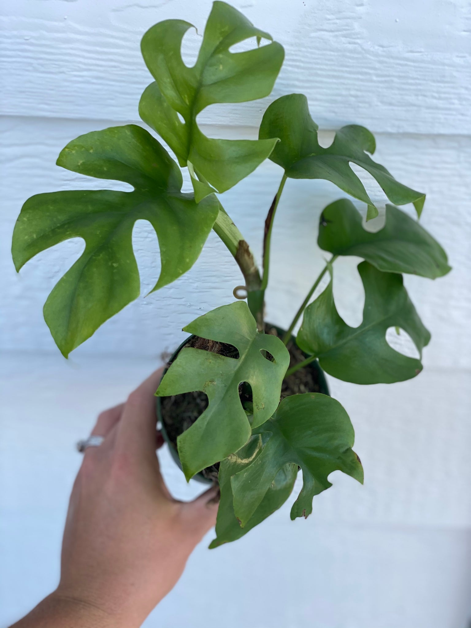 tetrasperma philodendron Philodendron Minima / Mini Monstera / Rhaphidophora Tetrasperma – In Succulent Love