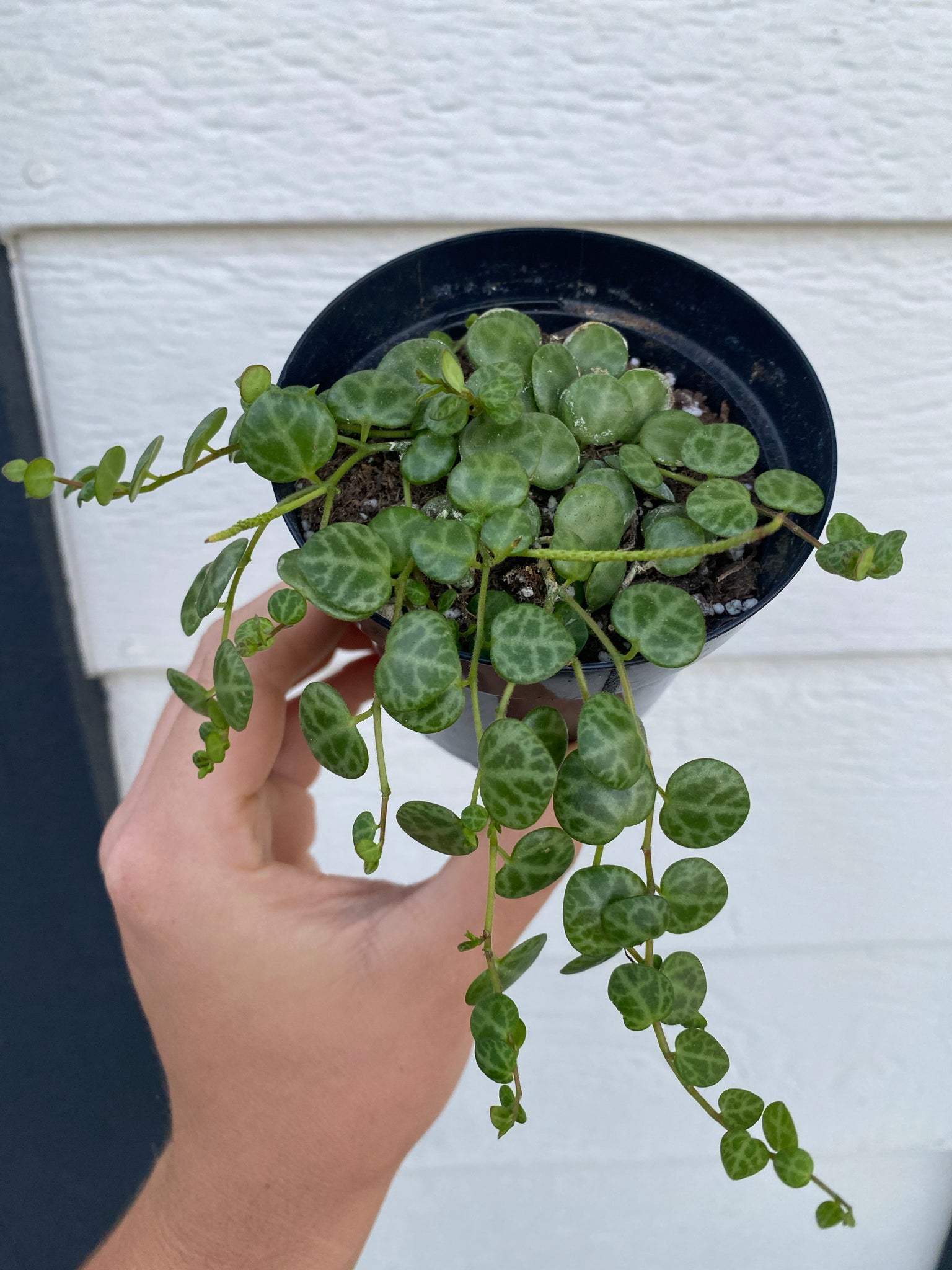turtle shell succulent Peperomia String of Turtles – In Succulent Love