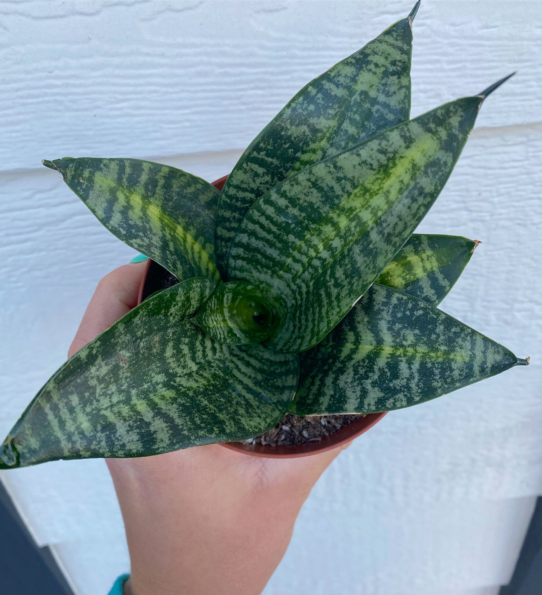 tiger plant vs snake plant Sansevieria Tiger Star – In Succulent Love