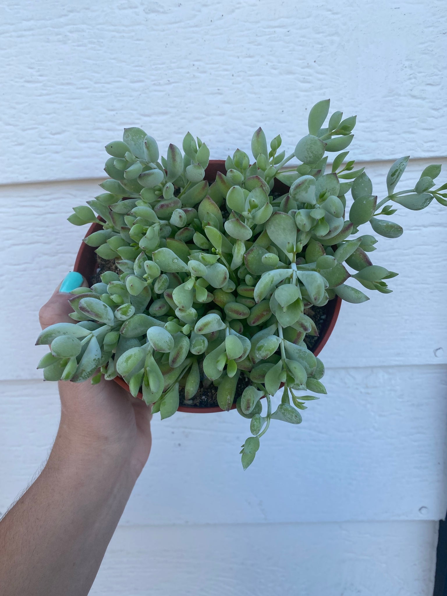 cliff hanger plant Cliff Cotyledon Pendens