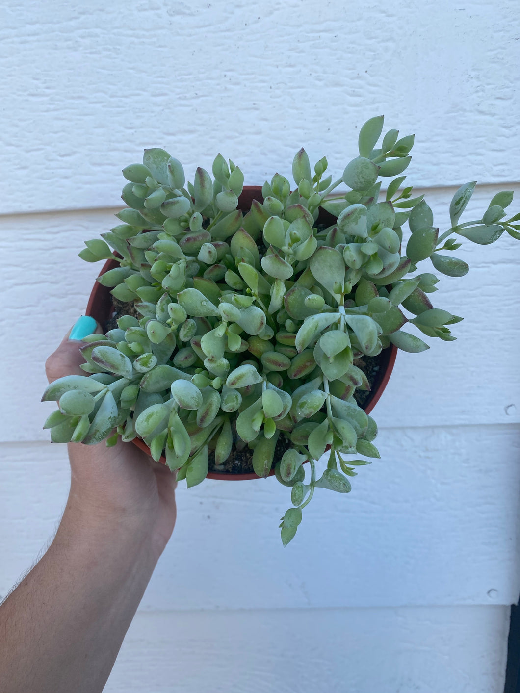 pendens succulent Cliff Cotyledon Pendens – In Succulent Love