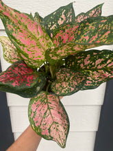 ‘Red Valentine' Chinese Evergreen Aglaonema