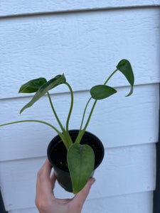 Alocasia Tiny Dancer