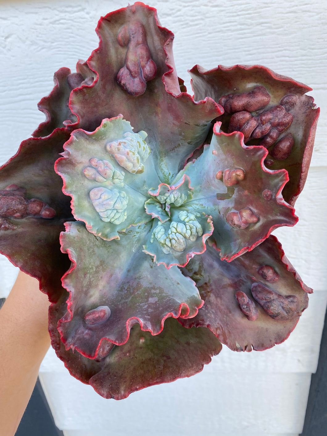 lilac frost succulent Echeveria Lilac Frost – In Succulent Love