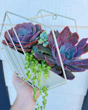 DIY Succulent Hexagon Tin Planter Kit