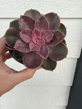 Echeveria Petra’s Perle / Magic Red (PVN Hybrid)