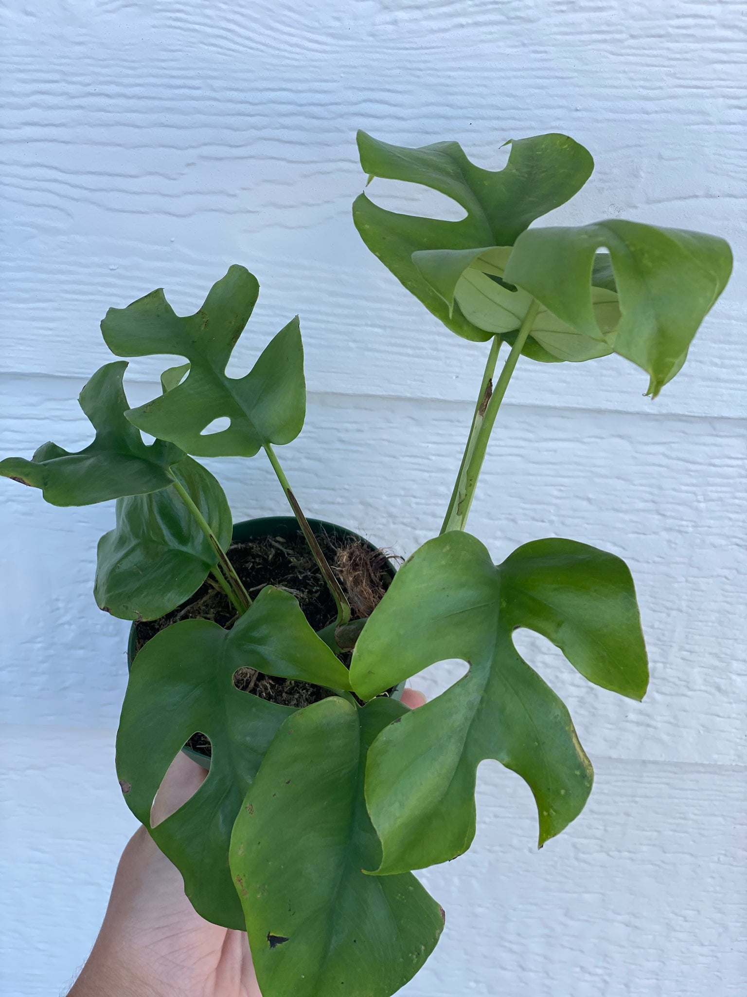 philodendron mini monstera minima Philodendron Minima / Mini Monstera / Rhaphidophora Tetrasperma – In Succulent Love