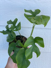 Philodendron Minima / Mini Monstera / Rhaphidophora Tetrasperma