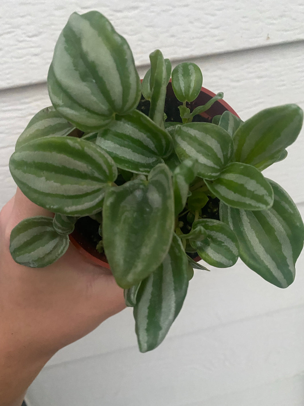 Peperomia Mini Watermelon