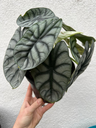 Alocasia Silver Dragon