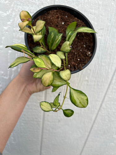 Hoya Heuschkeliana Variegated ( D )