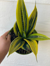 Sansevieria Trifasciata Gold Flame