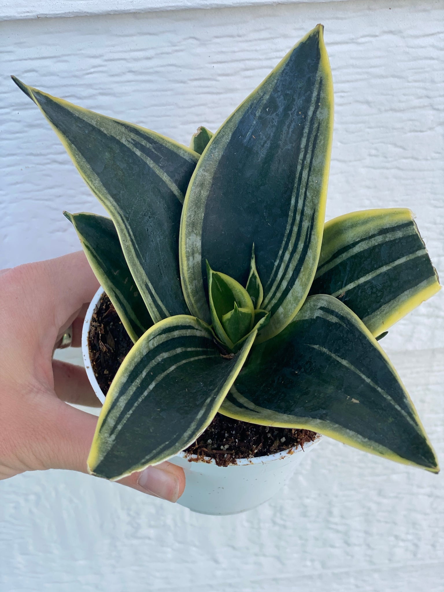 sansevieria hahnii blue star Sansevieria Hahnii Glimmering Star – In Succulent Love