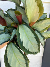 Calathea Corona