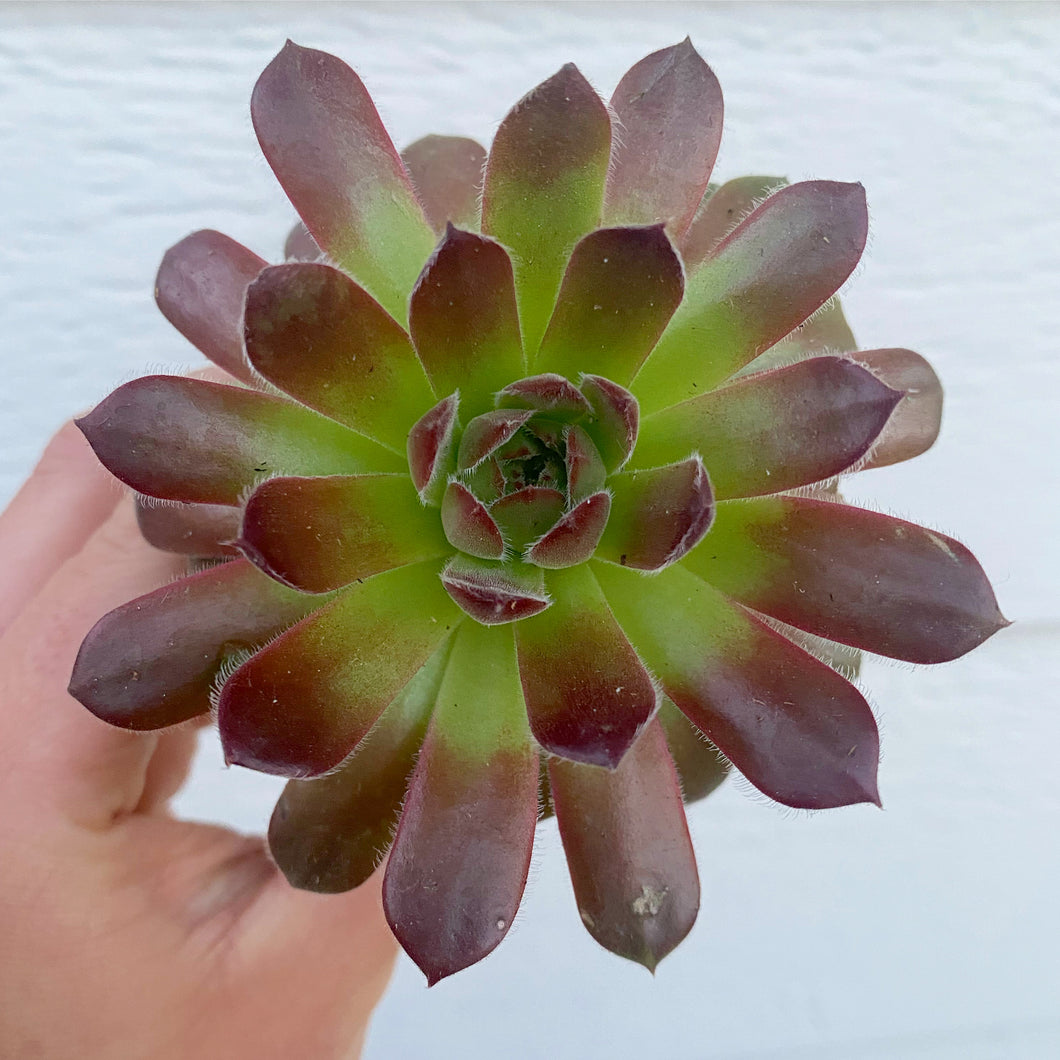 mahogany succulent Sempervivum Rubellum ‘Mahogany’ : Hens & Chicks