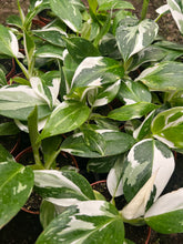 Philodendron White Wizard