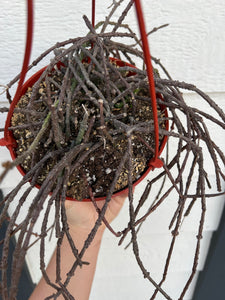 Bundle of Sticks (Cynanchum Marnierianum)