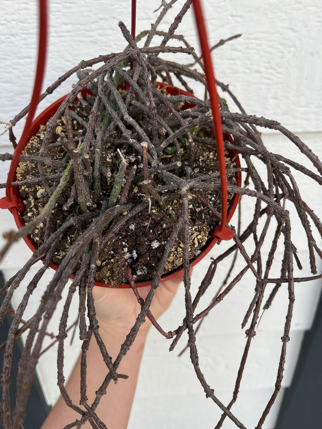 bundle of sticks succulent Bundle of Sticks (Cynanchum Marnierianum)