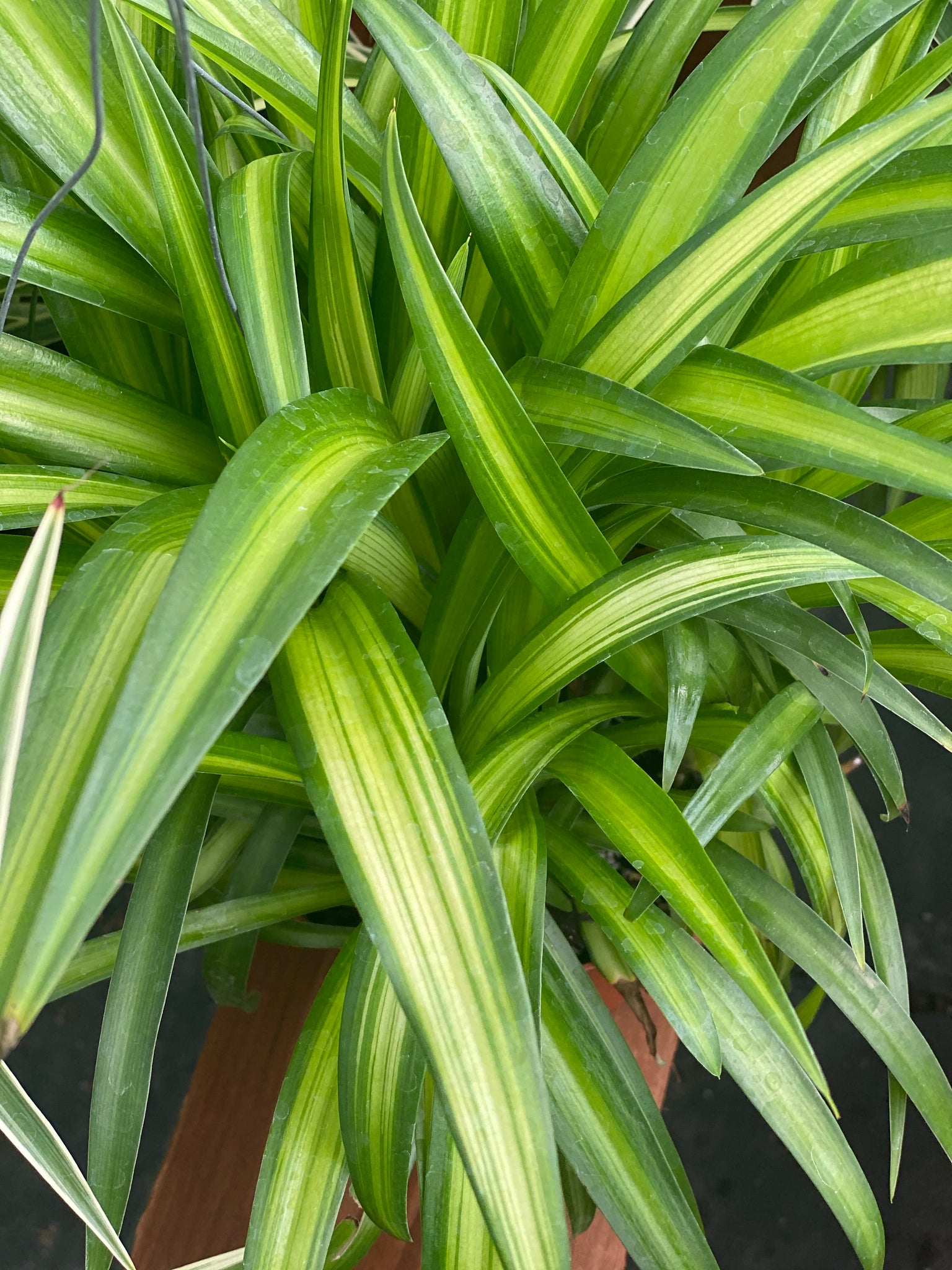 Hawaiian Spider Plant