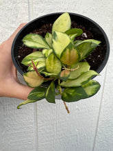 Hoya Heuschkeliana Variegated ( A )