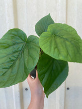 Ficus Umbellata