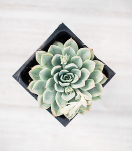 echeveria elegans succulent Echeveria Elegans – In Succulent Love