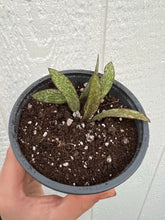 Hoya Sigillatis