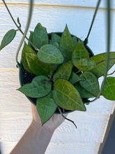 Hoya Parasitica Black Margin