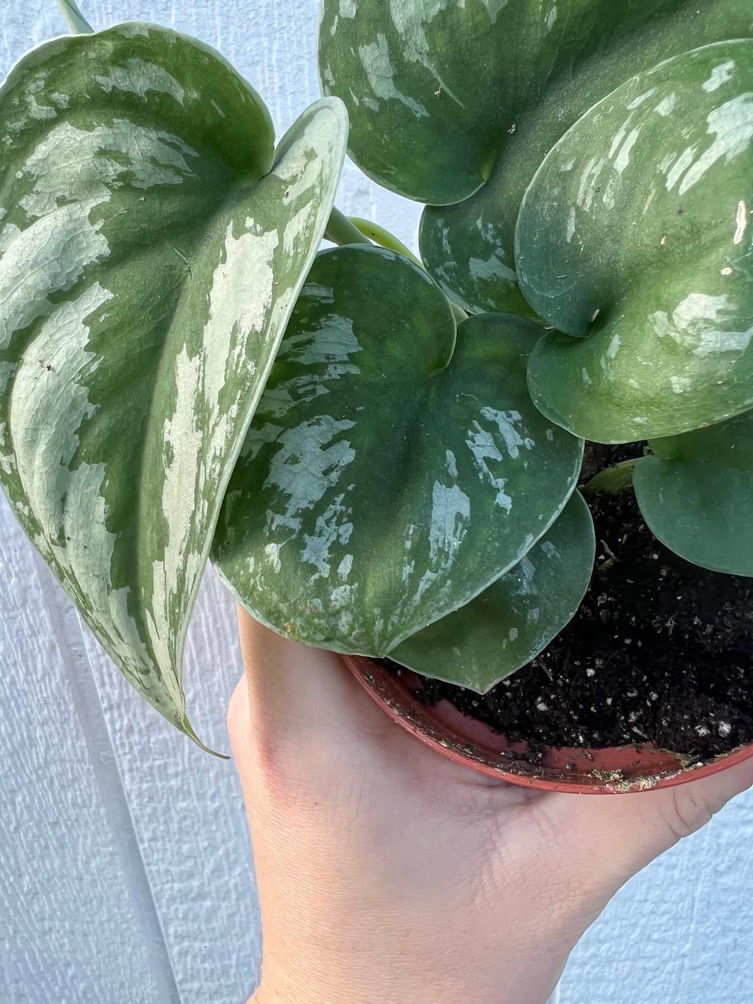hybrid pothos Scindapsus Pictus ' Exotica Hybrid ' Pothos – In Succulent Love
